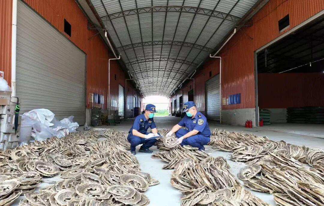 一货车拉木炭从瑞丽口岸进境因散发异味被查，车厢底部竟暗藏大量蛇干：共查获蛇干2380条，干蛇鞭蛇胆1795个
